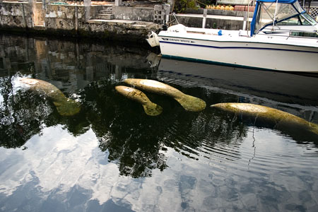 Manatees 2