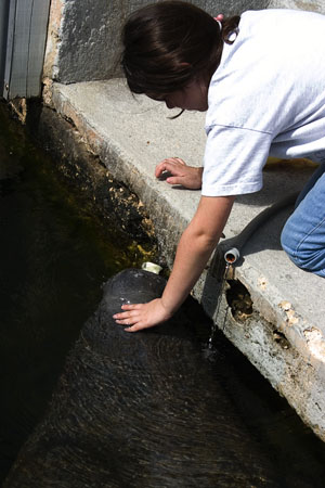 Manatees 3