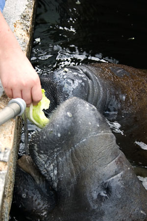 Manatees 4