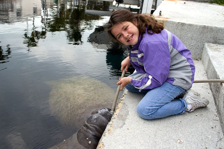 Manatees 6