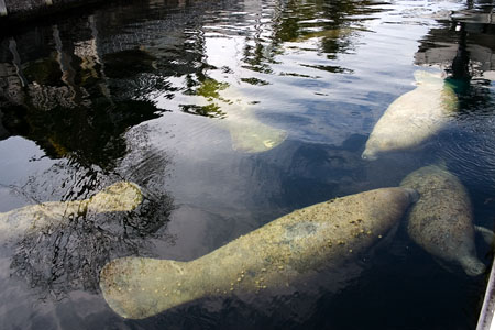 Manatees