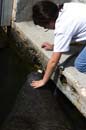 Manatees 3